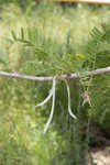 Honey locust